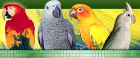 parrotlets